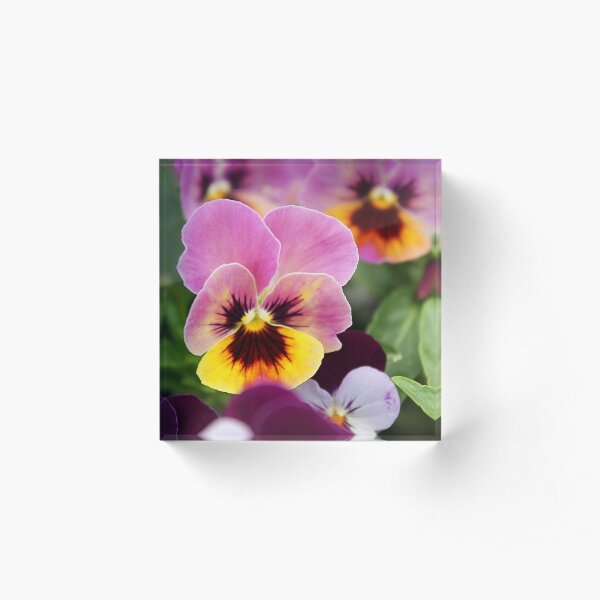 Italian Garden - Colorful Pansy Acrylic Block
