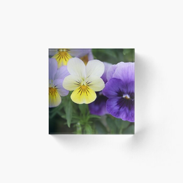 Italian Garden - Purple & Yellow Pansy Acrylic Block