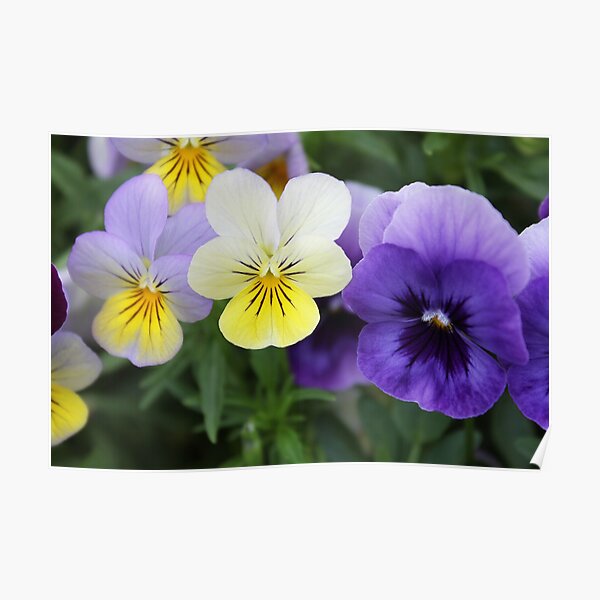 Italian Garden - Purple & Yellow Pansy Poster