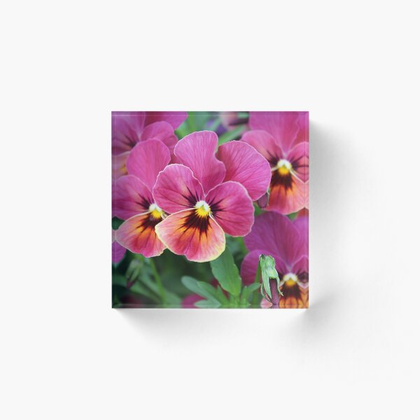 European Garden - Pink Pansy Acrylic Block