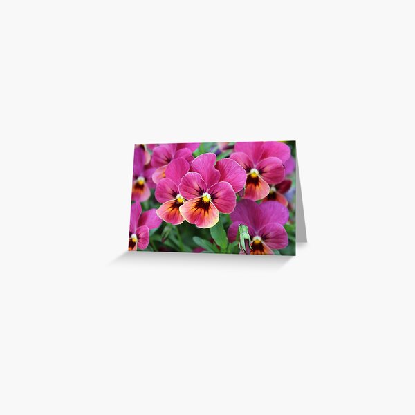 European Garden - Pink Pansy Greeting Card