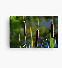 Cattails at the edge of the pond Canvas Print