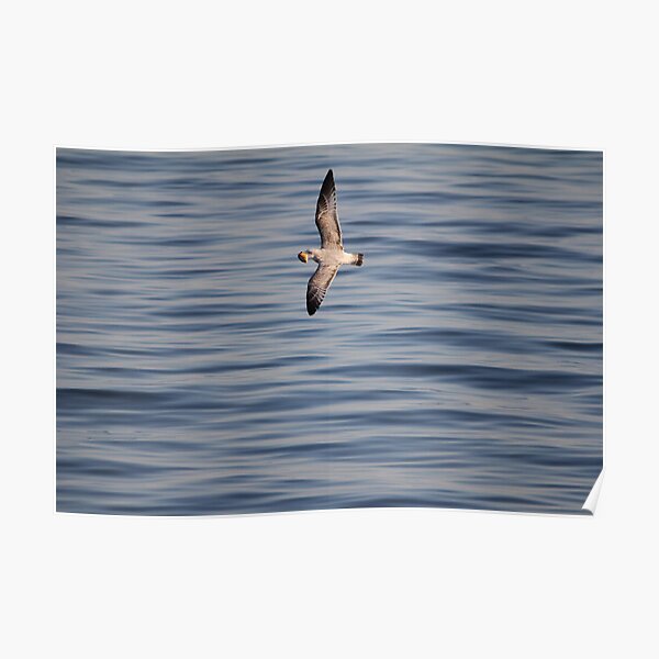 I didn't know bread could fly! Poster