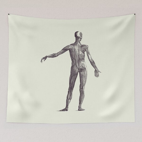 Item preview, Human Muscular System - Vintage Anatomy Poster 2 designed and sold by VAposters.