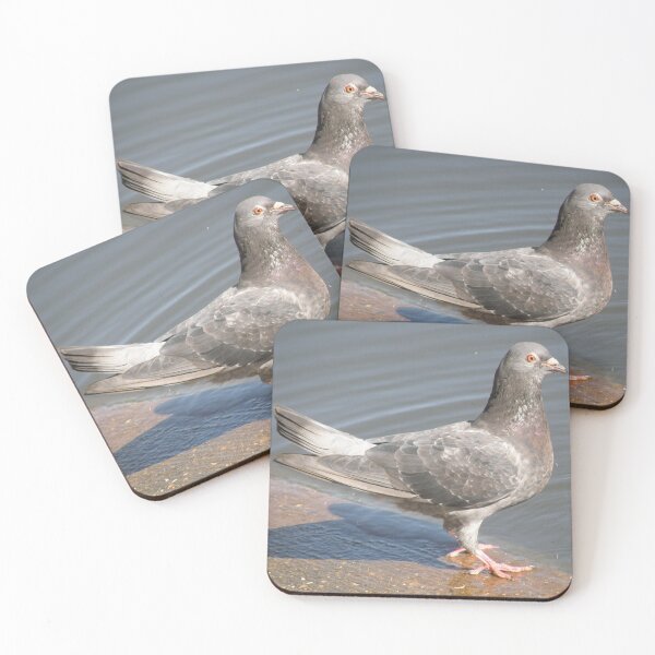 Item preview, Pigeon at the Waters Edge Photograph designed and sold by naturegallery.