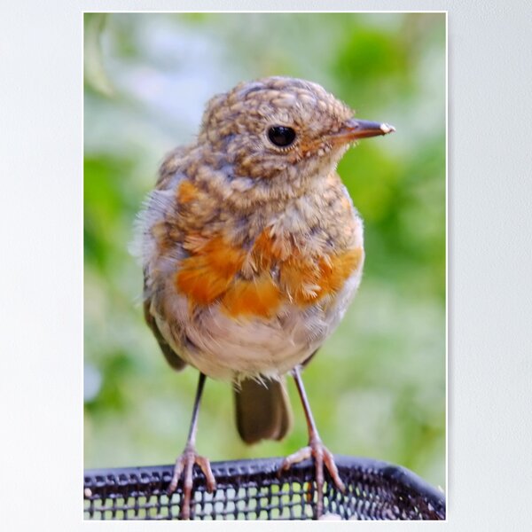 Item preview, Juvenile Robin designed and sold by AnnDixon.