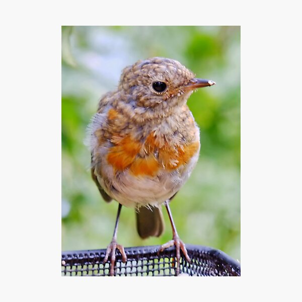 Item preview, Juvenile Robin designed and sold by AnnDixon.