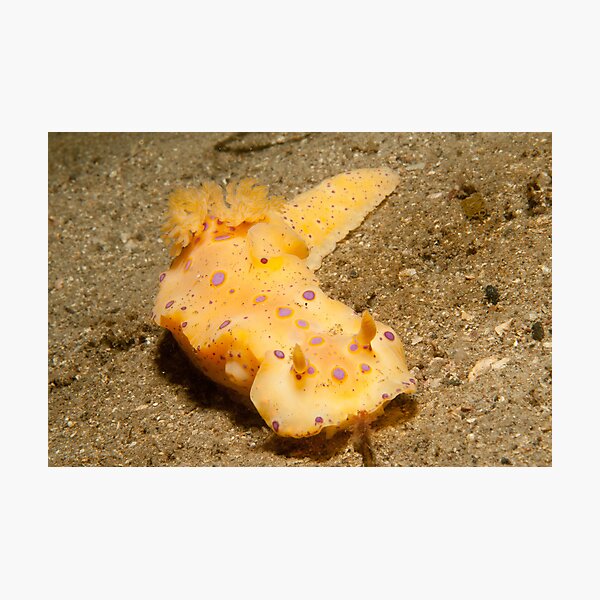 Ceratosoma brevicaudatum, Nelson Bay, NSW, Australia Photographic Print
