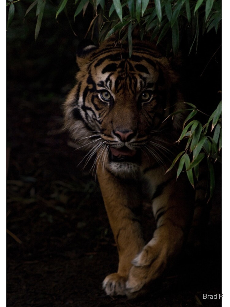 Sumatran Tiger iPhone Cover by bfra