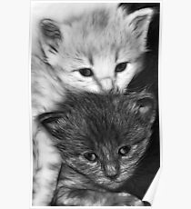 Kittens Poster