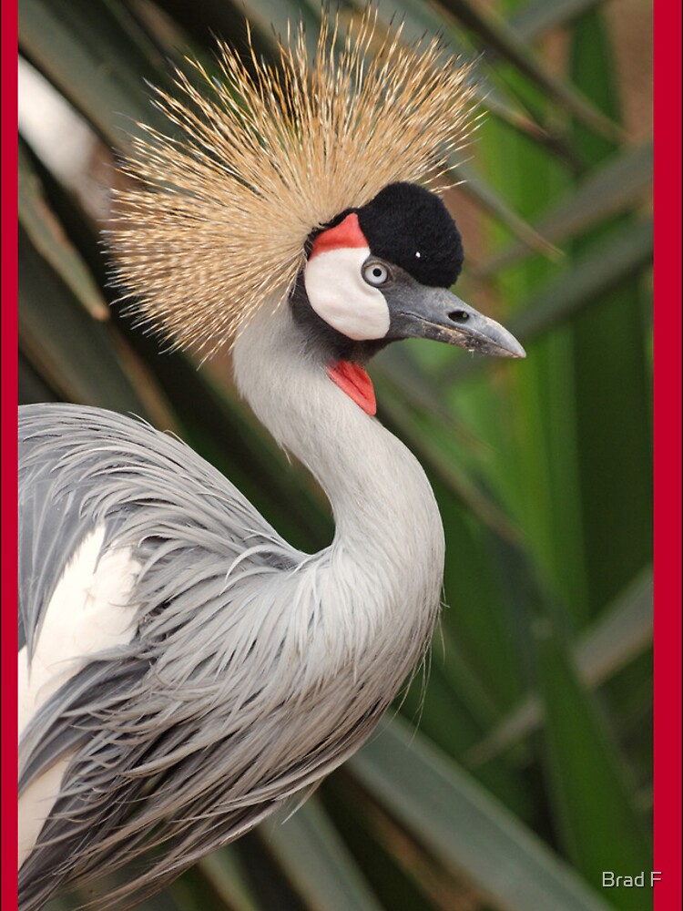 Grey Crested Crane iPhone cover by bfra