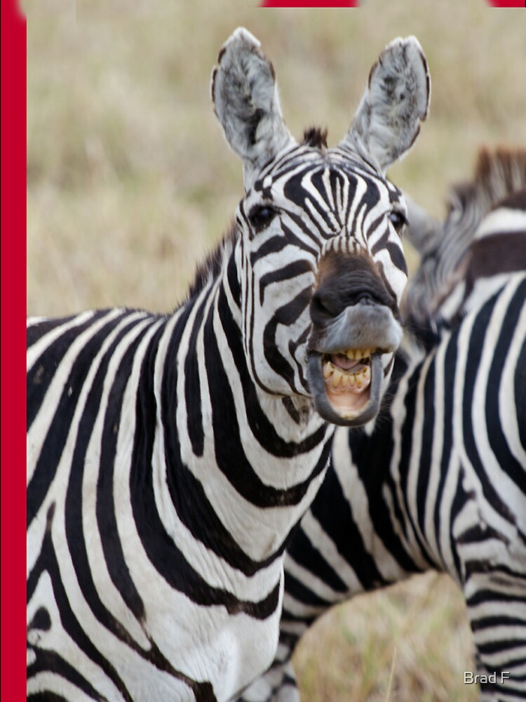 Laughing Zebra iPhone cover by bfra