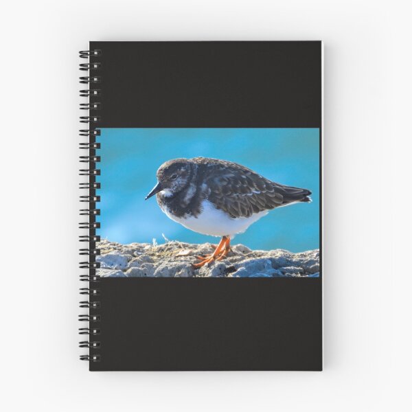 Item preview, Turnstone at the harbour, Lyme Dorset UK designed and sold by lynn carter.