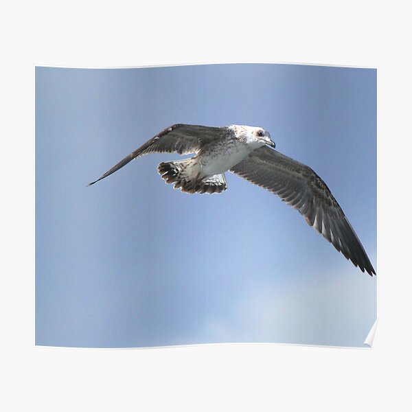Yellow-legged Gull: Larus michahellis Poster