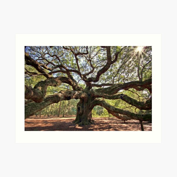 The Angel Oak Art Print