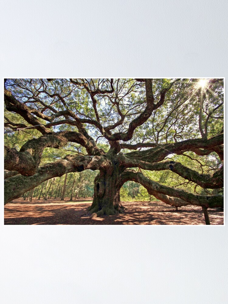 Alternate view of The Angel Oak Poster