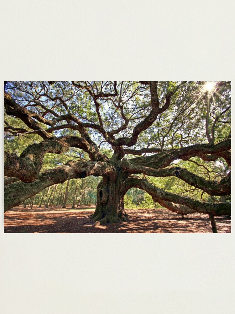 Alternate view of The Angel Oak Photographic Print