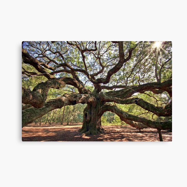 The Angel Oak Canvas Print
