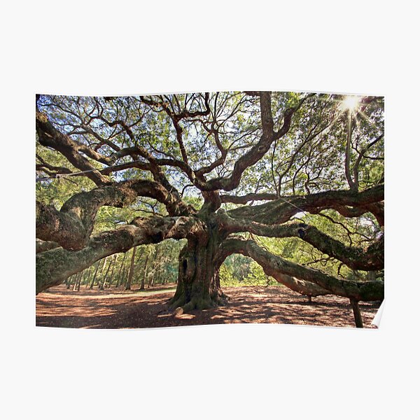 The Angel Oak Poster