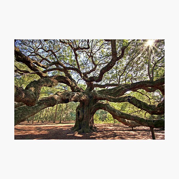 The Angel Oak Photographic Print