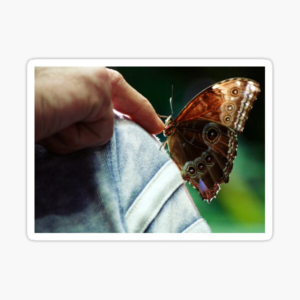 Butterfingers Sticker