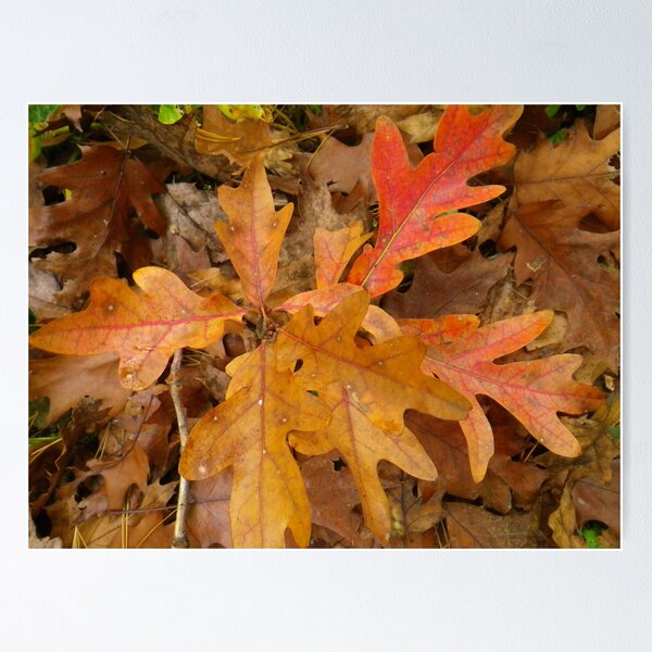 Item preview, Autumn Oak Leaves designed and sold by Betty Mackey.