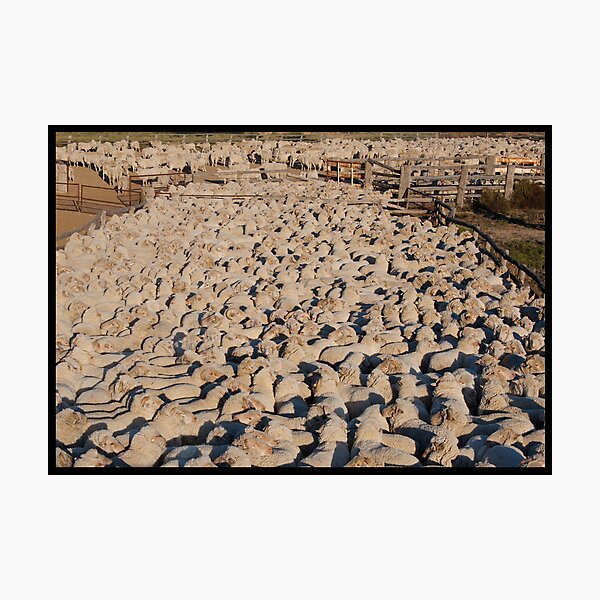 Item preview, Merino Sheep!  designed and sold by Anna Ryan.