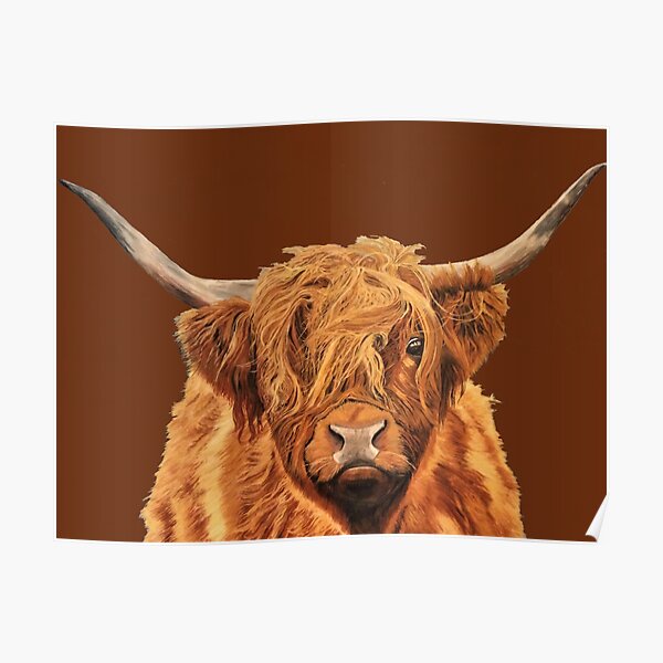 Highland Cow - Looking at You Poster