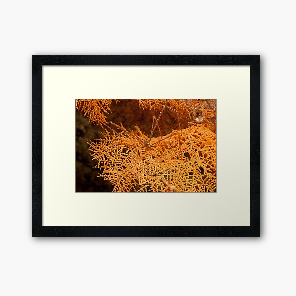 Spider Squat Lobster (Chirostylus sandyi), North Sulawesi, Indonesia Framed Art Print