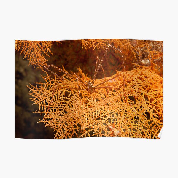 Spider Squat Lobster (Chirostylus sandyi), North Sulawesi, Indonesia Poster