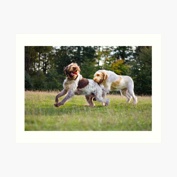 Go on I dare you Spinoni Art Print