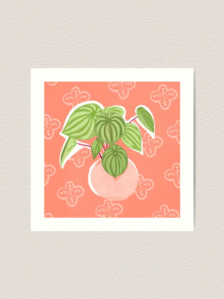 Alternate view of Peperomia Art Print