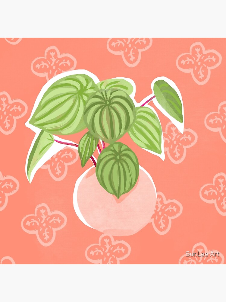 Peperomia by sunleeart