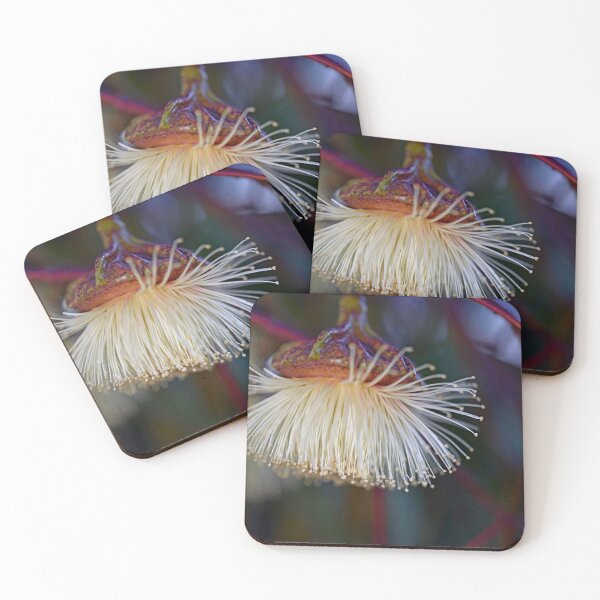 Item preview, Beauty of the Large Fruited Mallee designed and sold by imaginethis.