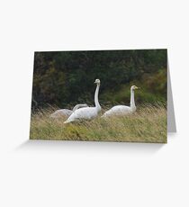 Whooper Swan Family in the Rain Greeting Card
