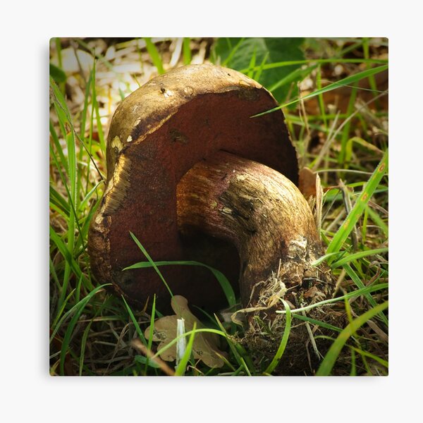 Forgotten Bolete 1 Canvas Print