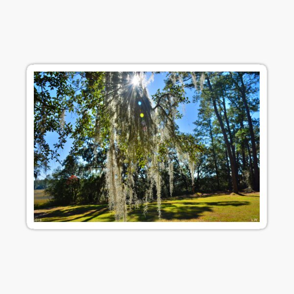 Item preview, Mossy Sunburst designed and sold by LisaWootenPhoto.