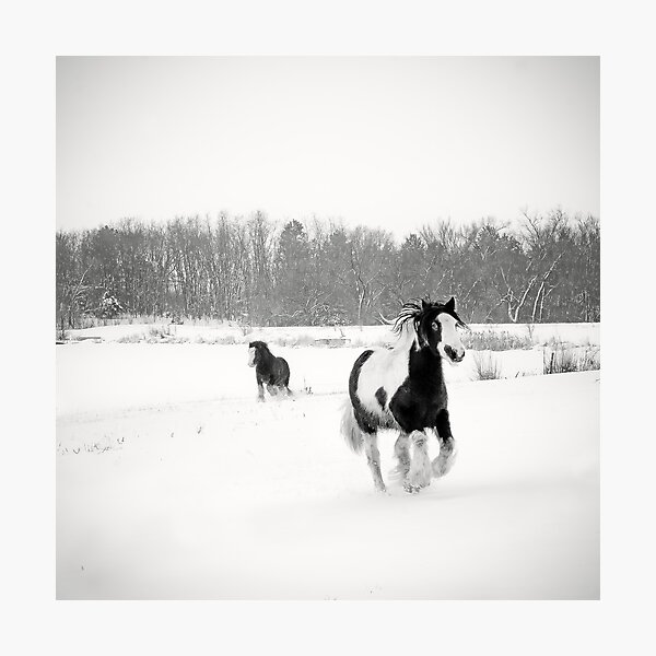 Horse Play Photographic Print