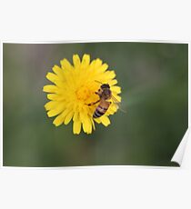 Bumble Bee Poster
