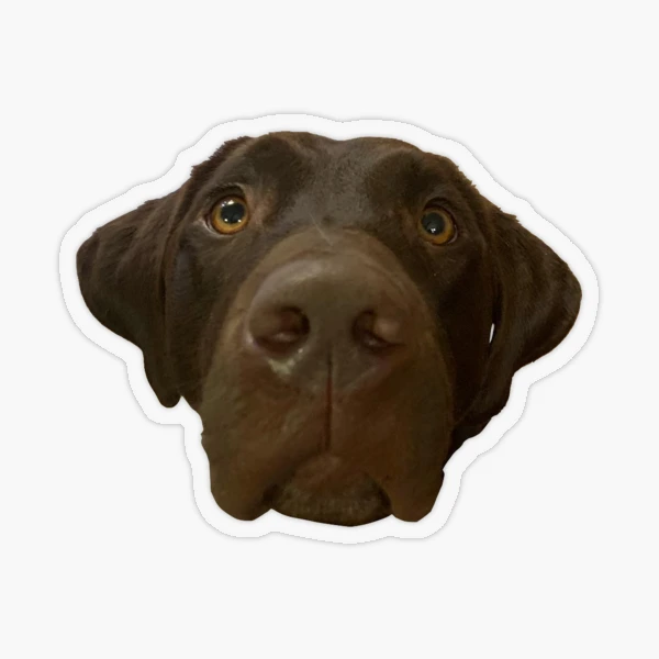 Preppy Chocolate Lab Lacrosse Dog Sticker for Sale by emrdesigns