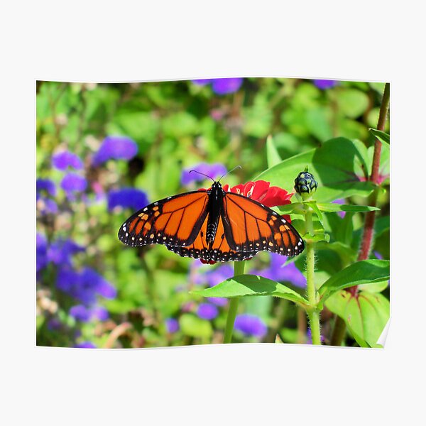 Monarch for the Day Poster