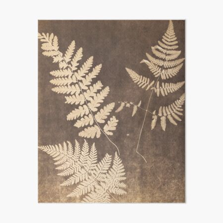 Fern Art Board Print