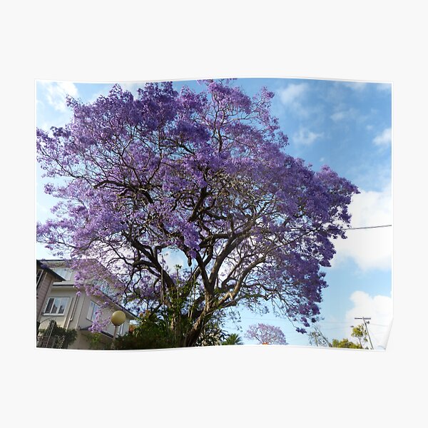 Jacarandas Poster