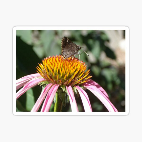 Sweet Coneflower Sticker