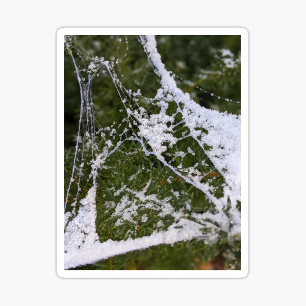 Frosty Webs 1 Sticker
