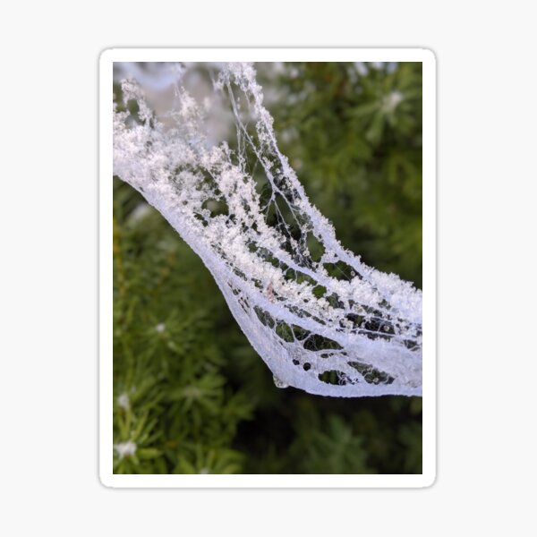 Frosty Webs 2 Sticker