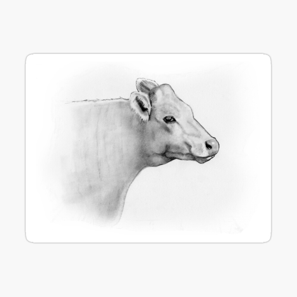 Simple Cow Drawings (50 photos) » Drawings for sketching and not only -  Papik.PRO