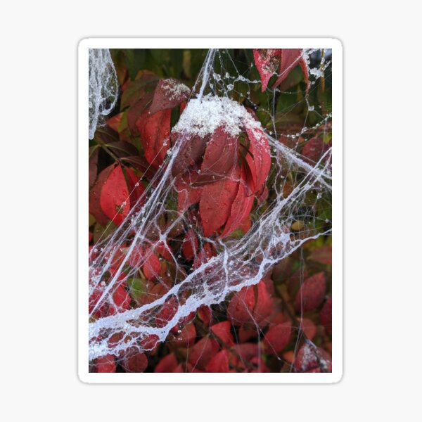 Frosty Webs 6 Sticker