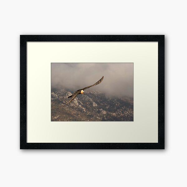 Bearded Vulture in Flight Framed Art Print