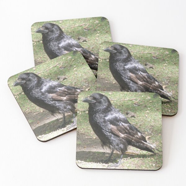 Item preview, Carrion Crow in the Sunshine Photograph designed and sold by naturegallery.